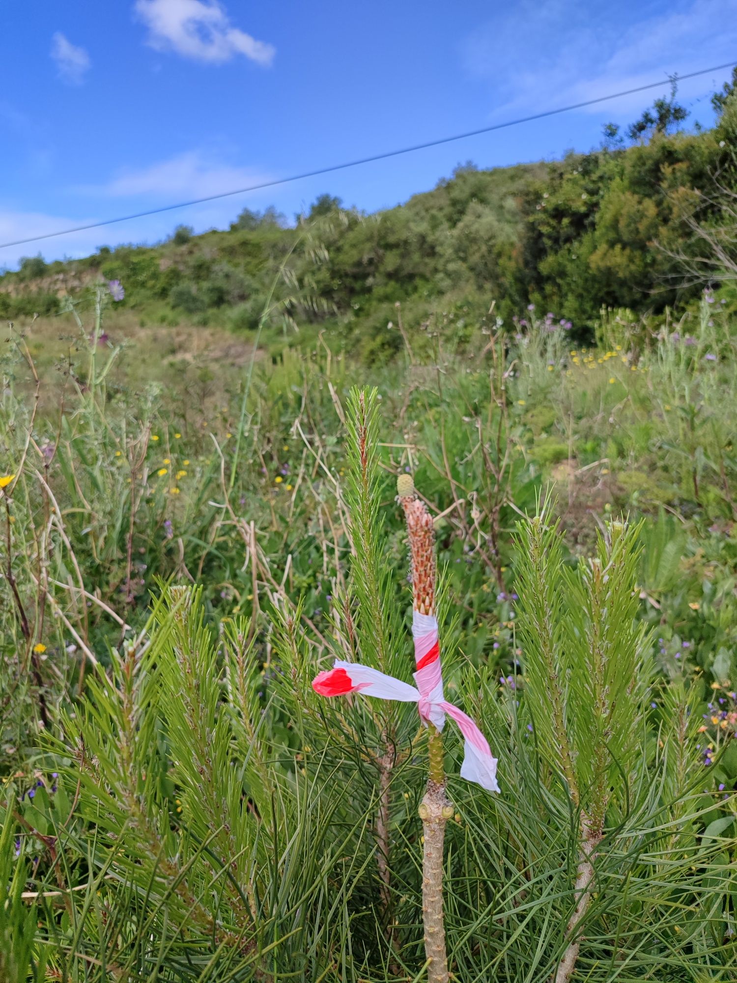 Enxertia de Pinheiros Mansos