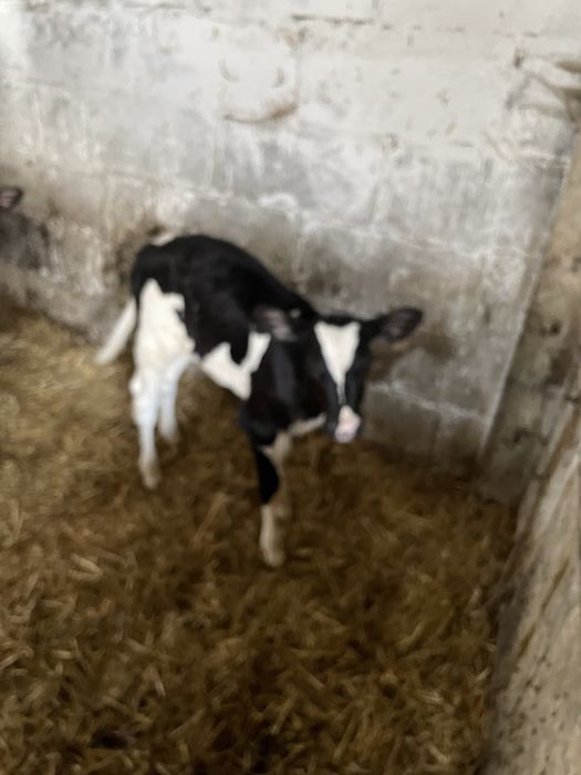 Sprzedam jaloszki 4 sztuki