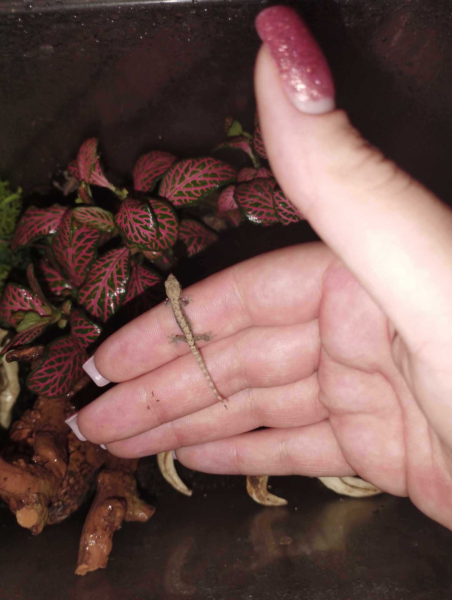 Gekon płaczący Lepidodactylus lugubris - młode i dorosłe