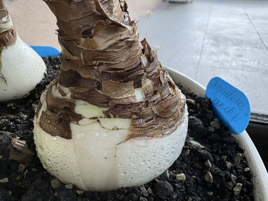 Набор: Три большие луковицы гиппеаструмов разных сортов