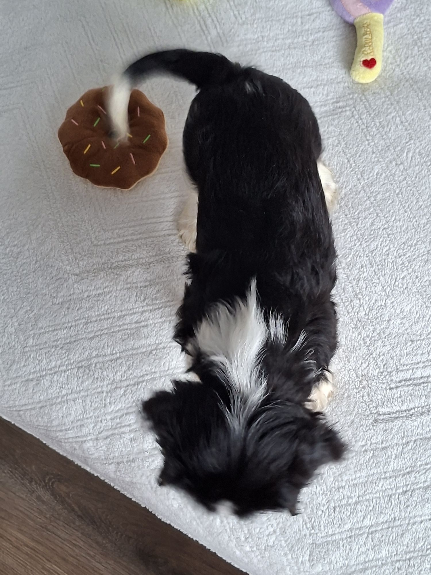 Cavalier King Charles Spaniel