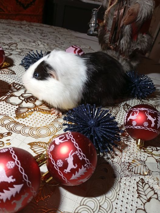 Морські свинки,мурчаки