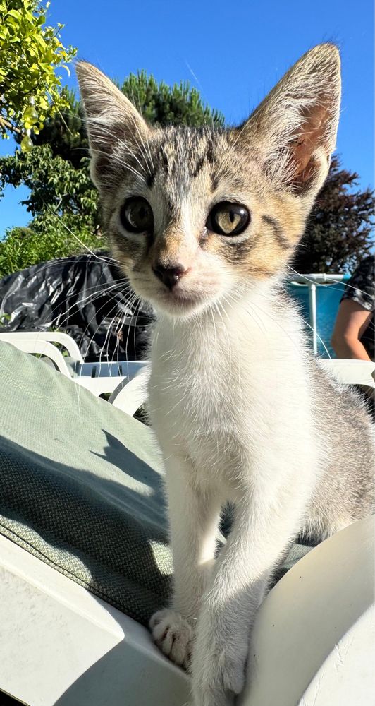 Quatro gatinhos machos para adoçao