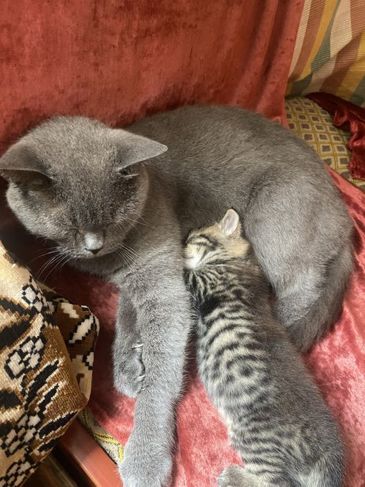 Британський котик