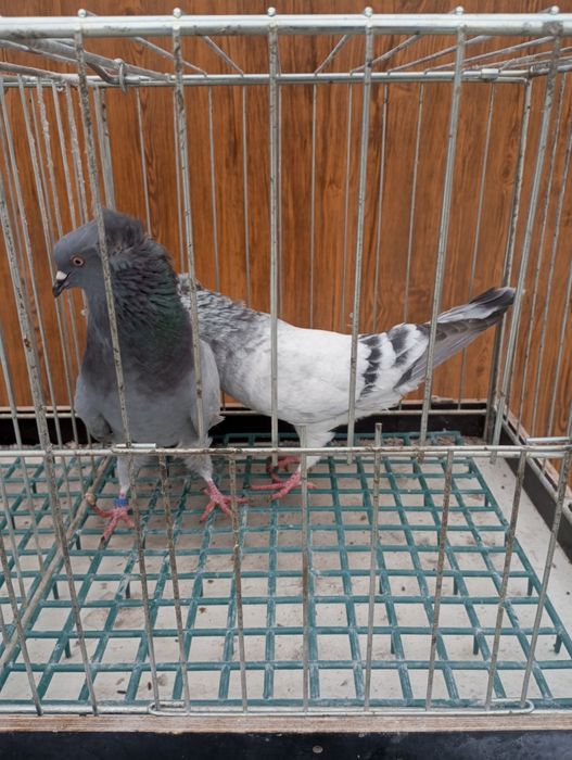 Garłacz gornoslaski koroniasty Samice