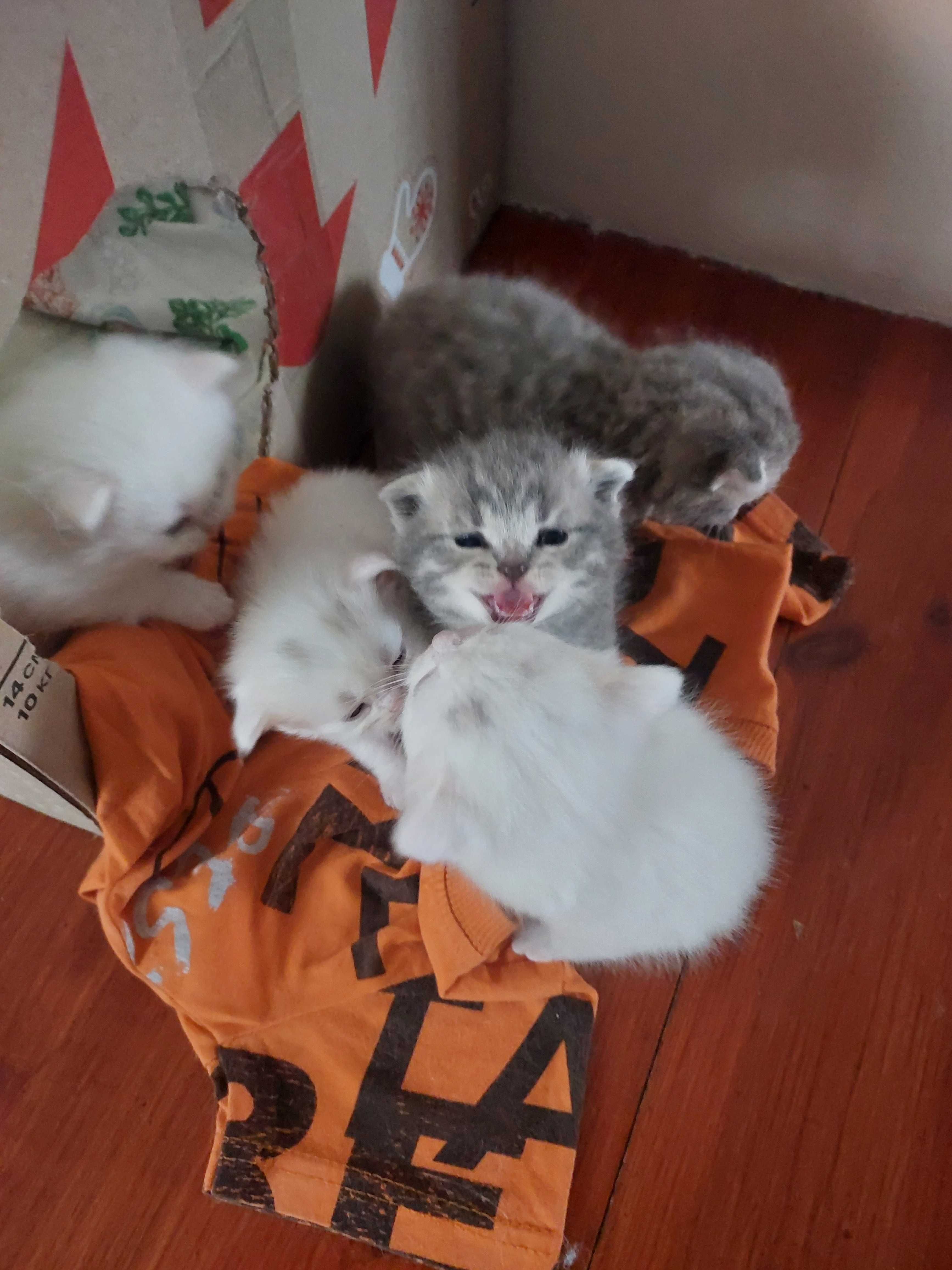 Продамо котенят британських довгошерстих(білого забарвлення)