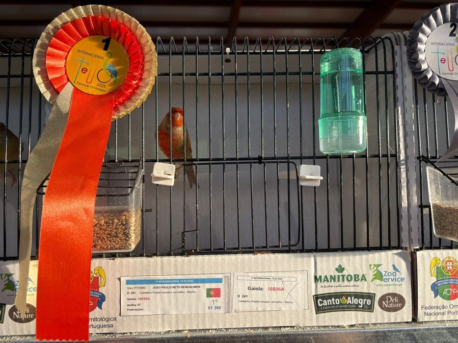 Canarios Machos e Femeas