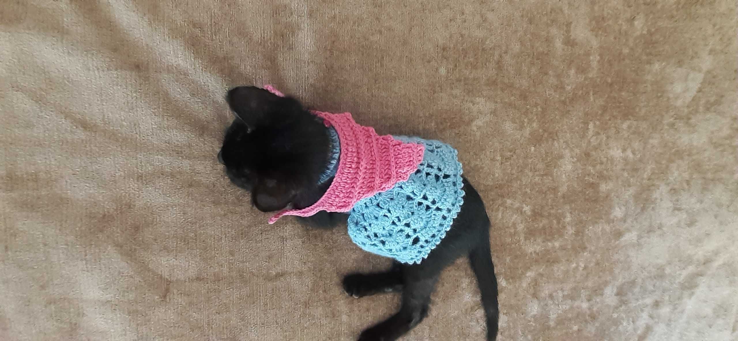 Roupa em tricot para gatos e caes