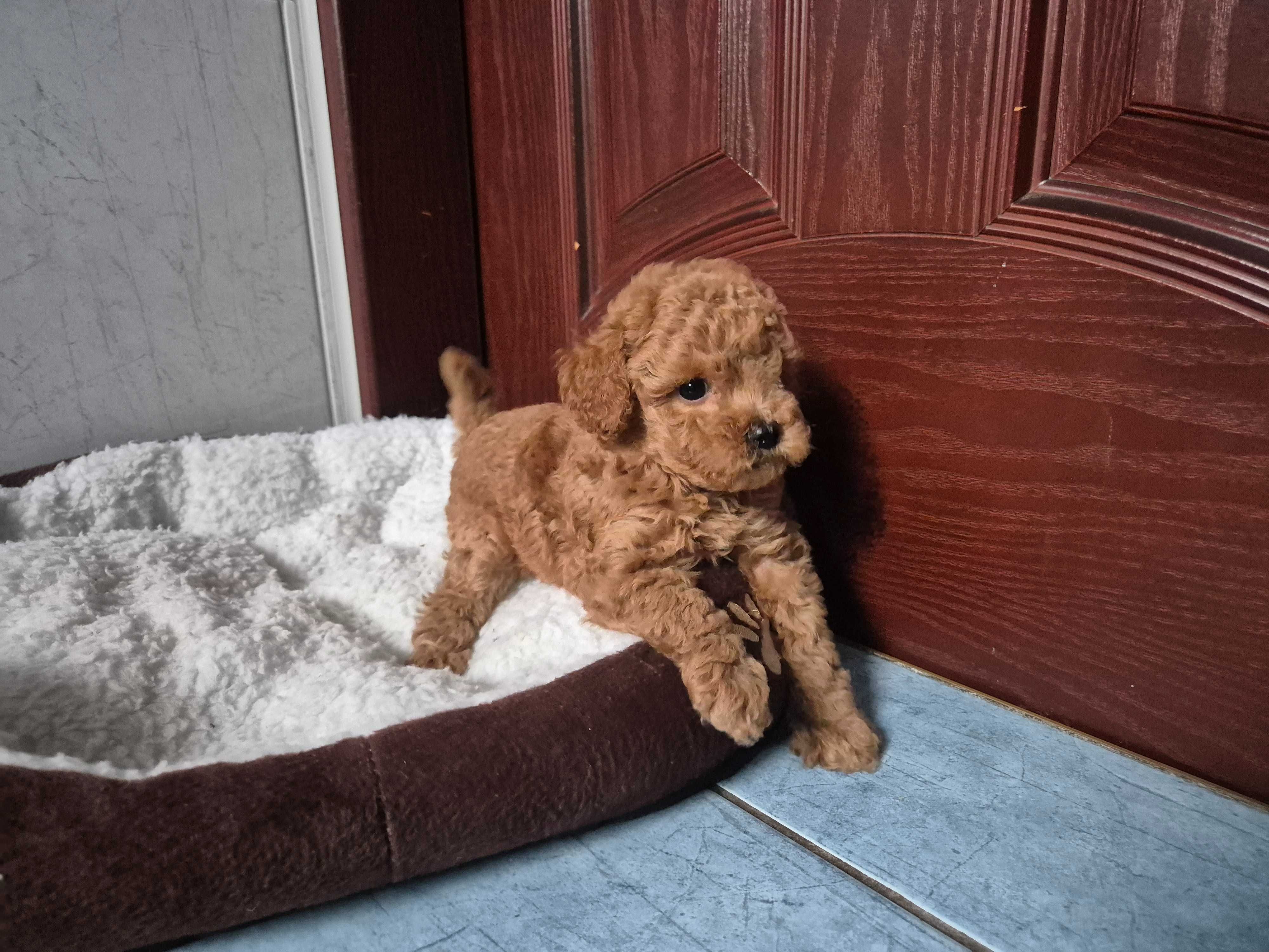 Pudel toy mini pudelek suczka Red brown