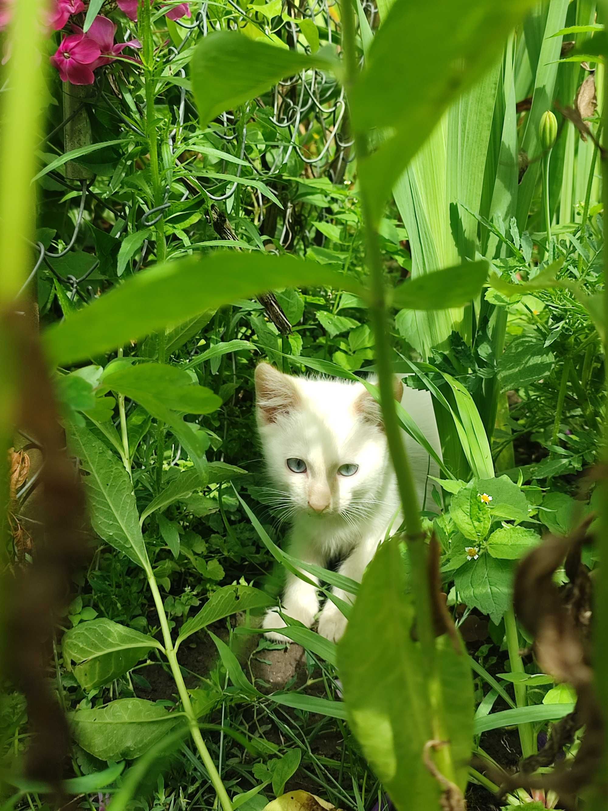 Кошенята, активні та грайливі котики