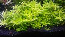 Limnofilia aromatica mini