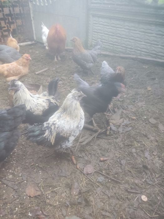 Zamienię kurki ozdobne