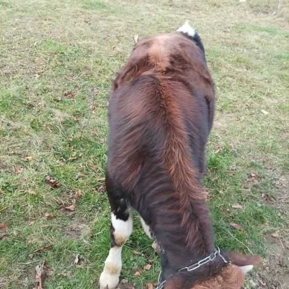 Sprzedam byczka - 7 miesięcy