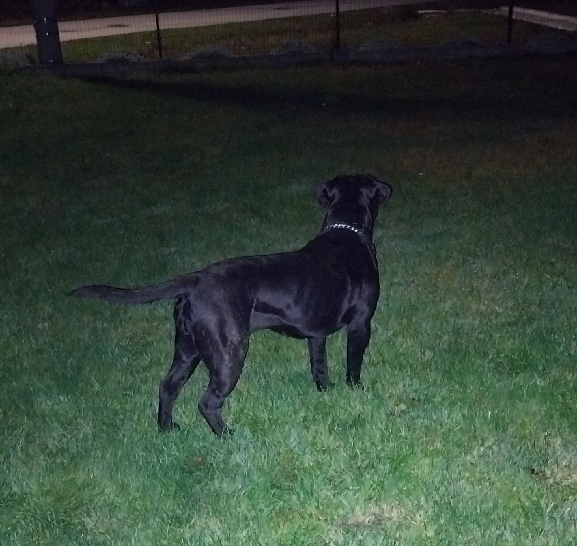 Cane Corso pies.