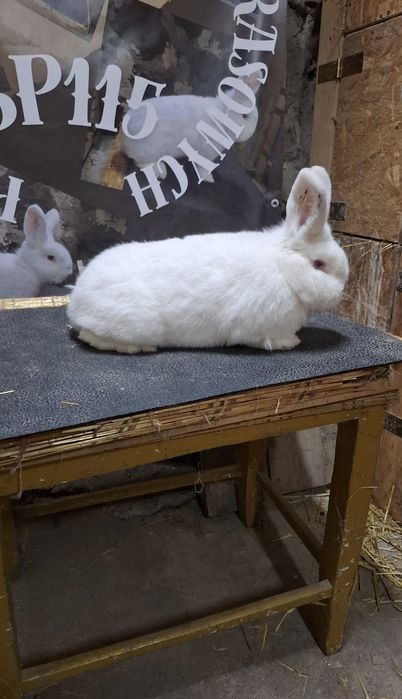 Likwidacja hodowli nowozelandzkich bialych