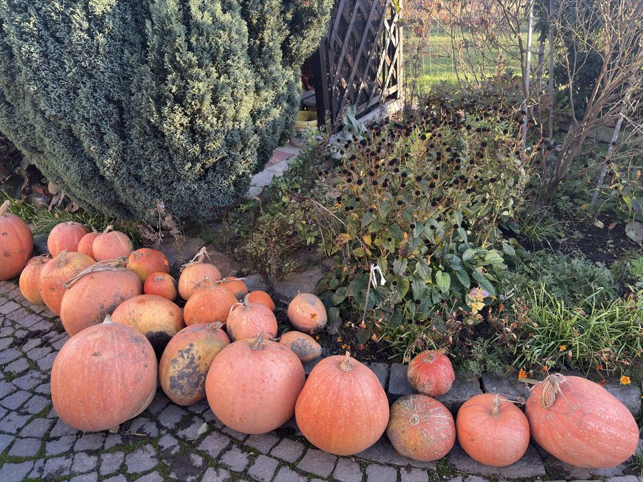 Dynie różne rozmiary