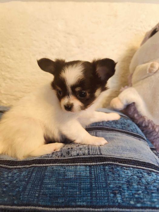 Biało czarna suczka chihuahua