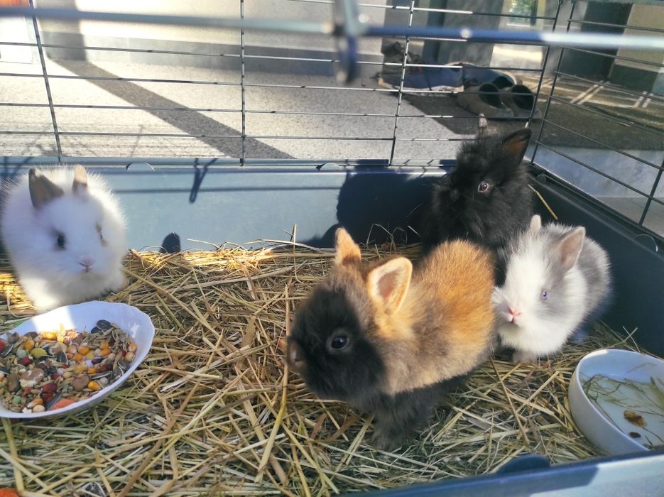 Witam posiadam na sprzedaż króliczki mińiaturki