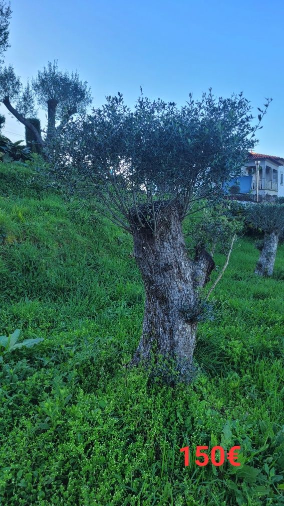 Oliveiras para Jardim