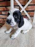 Cocker spaniel angielski śliczny szczeniaczek do odbioru