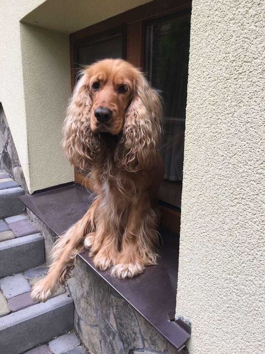 Кокер-спаніель пропонує послуги в’язки!