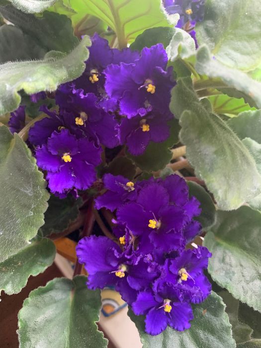 Fiołki afrykańskie i inne rośliny domowe z rozsady