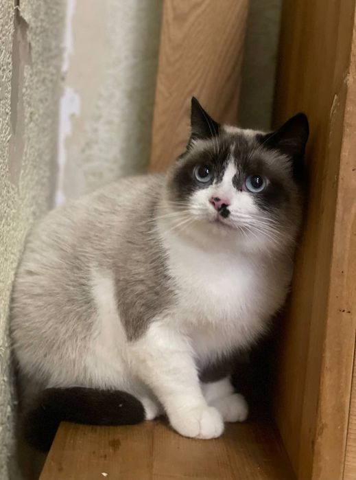 Метис породи сноу шу. Кішечка. 2 роки