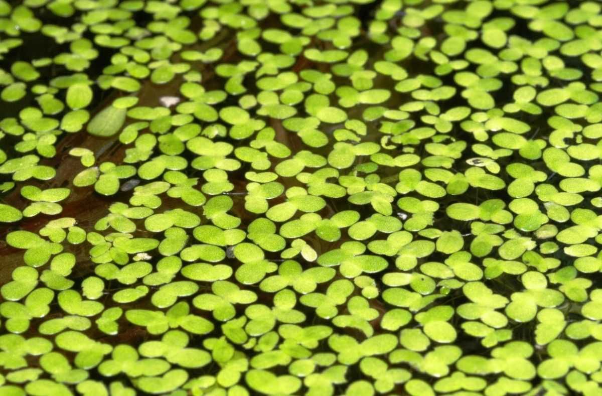 Lentilha a de água para aquários ou lagos