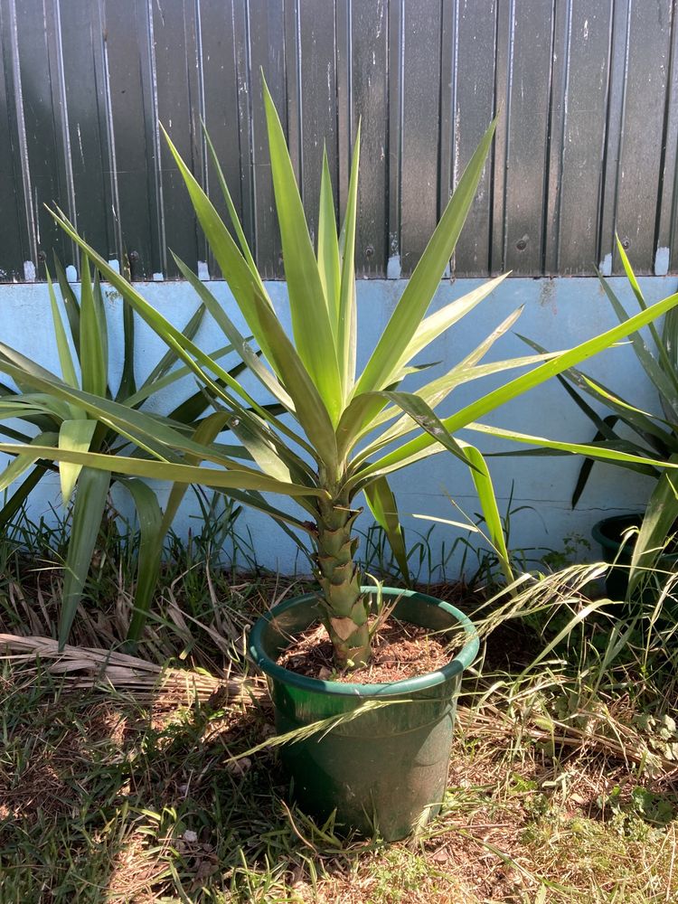 Catos interior ou exterior planta yucca