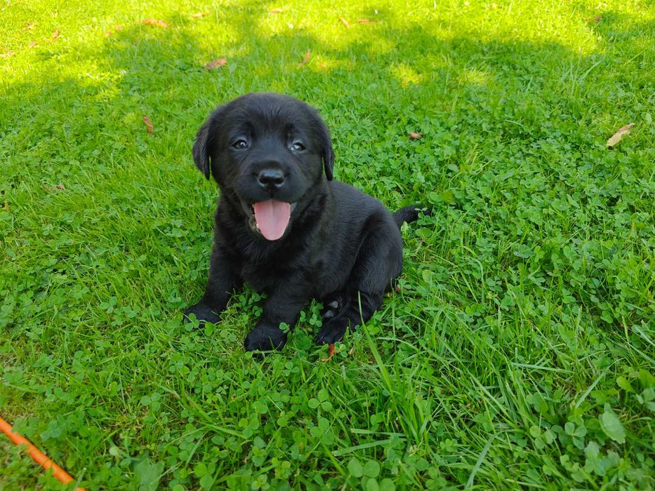 Labrador retriever szczeniaki czarne czekoladowe fci zkwp
