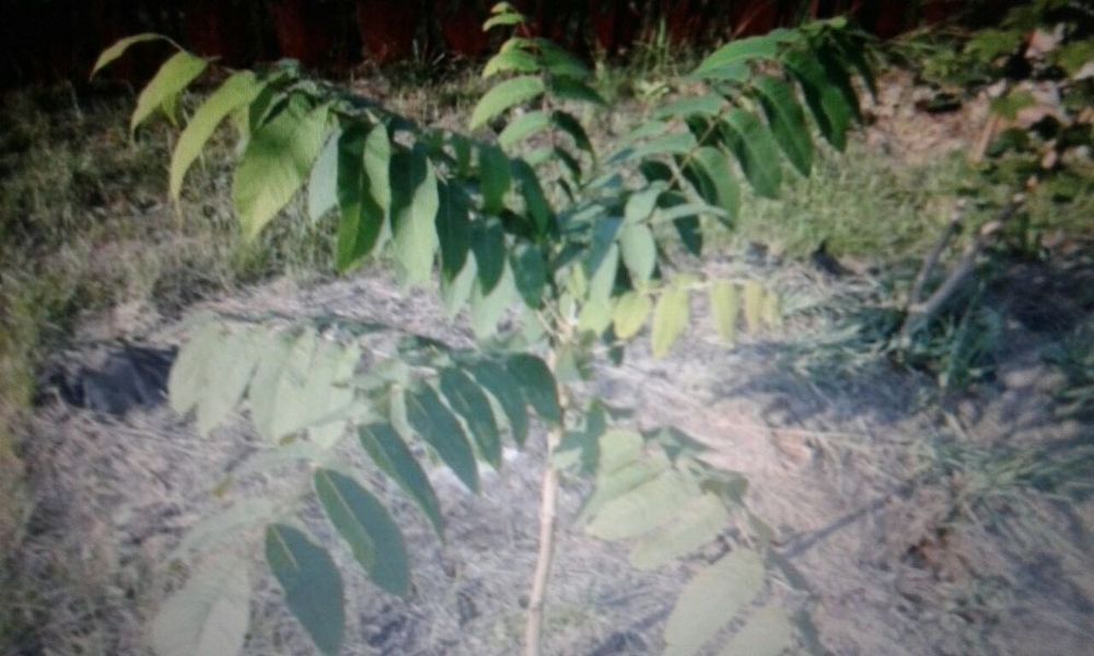 Саженци калины крупноплодной, грецкого ореха , и др