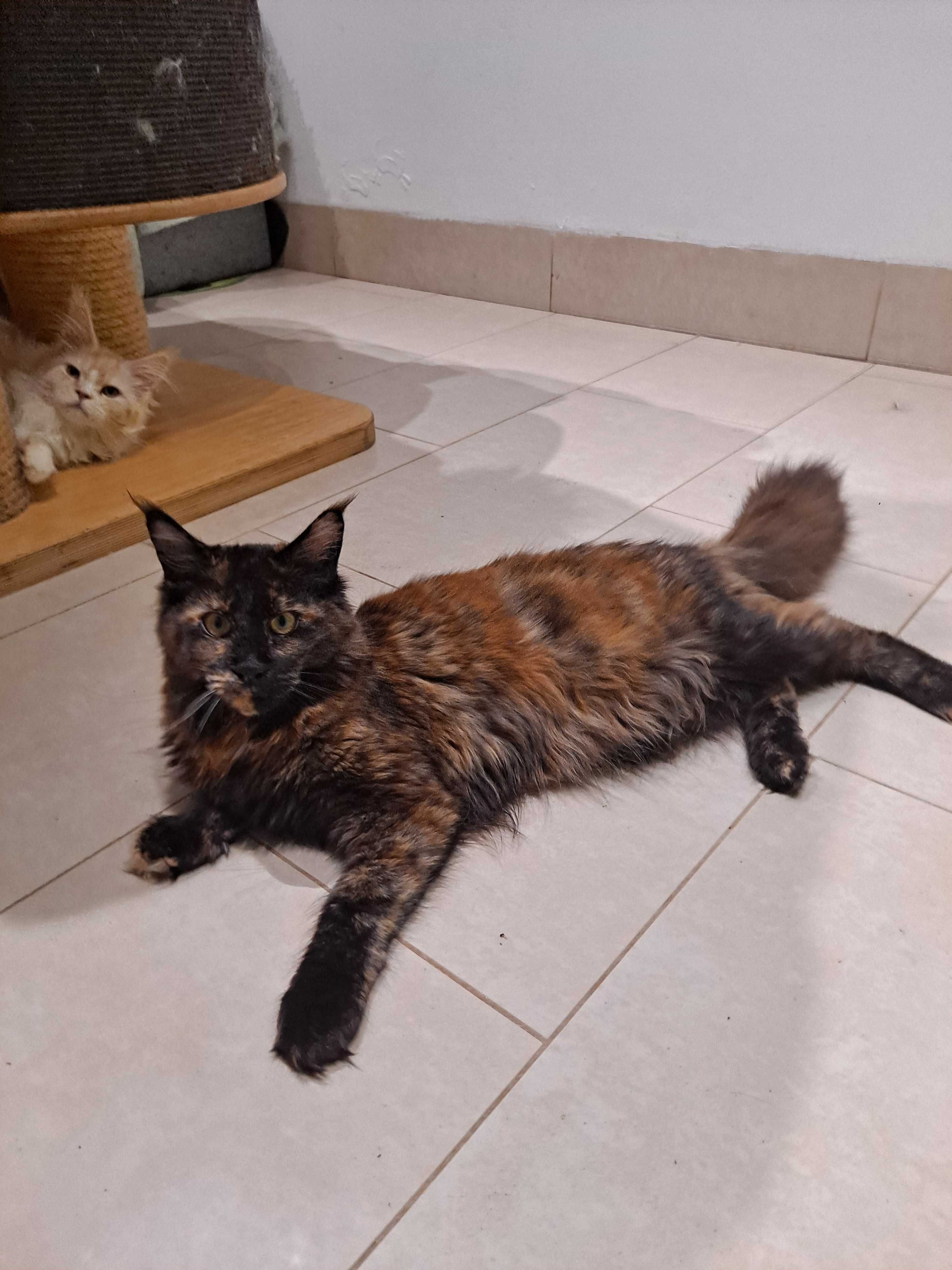 Sprzedam koteczkę Maine Coon, rodowod FPL, okazja!