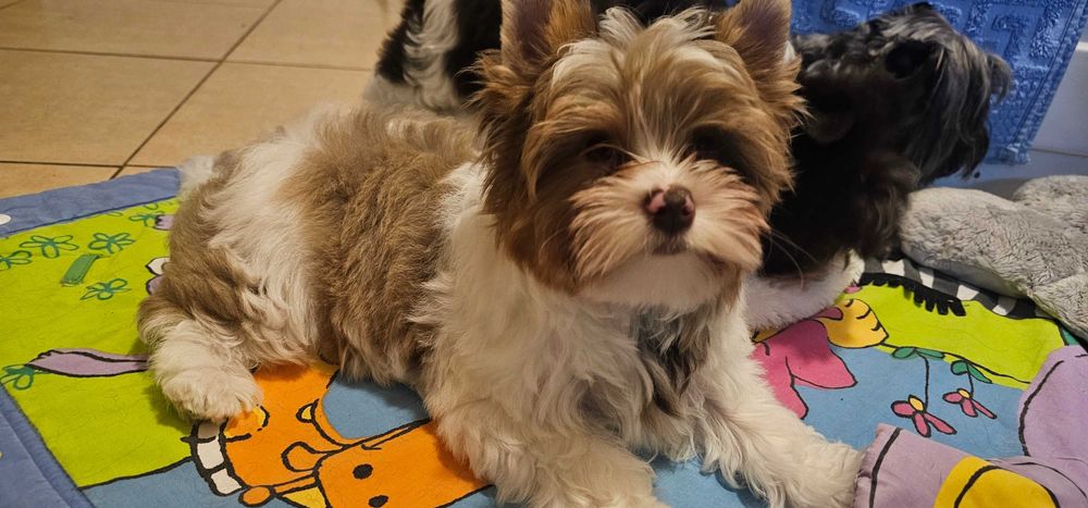 Yorkshire terrier-York Chocoberry