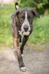 Rambo mix Border Collie z TTB do domu w spokojnej okolicy do adopcji!