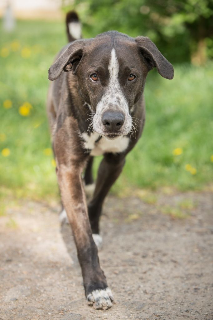 Rambo do świadomej adopcji!