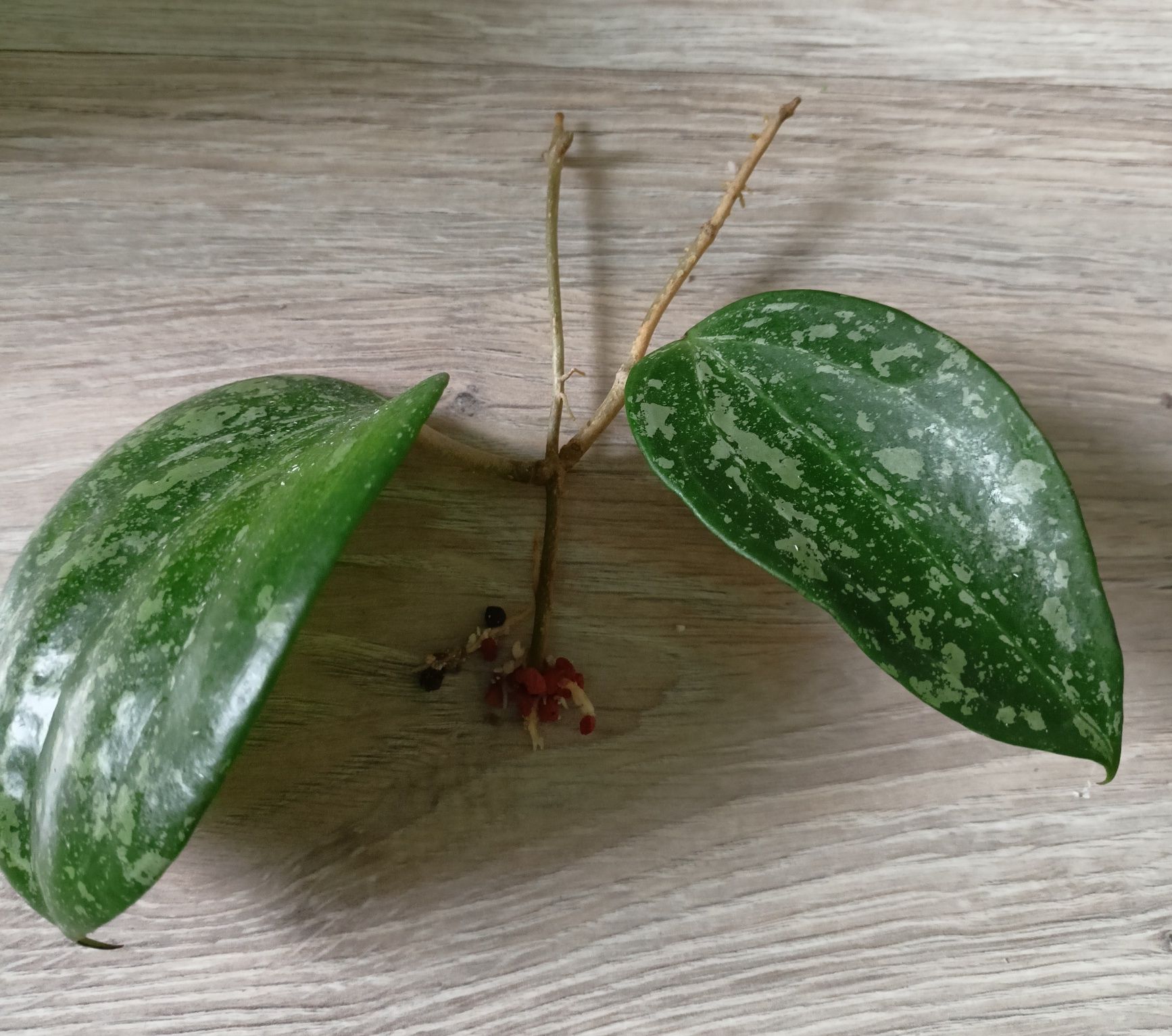 Hoya macrophylla Snow Queen rosnąca