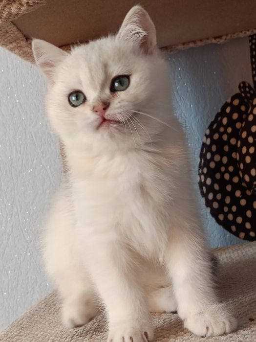 Ласкавий і ніжний задавака