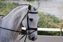 Cavalo Lusitano.