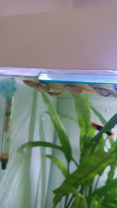 samice gupik endlera