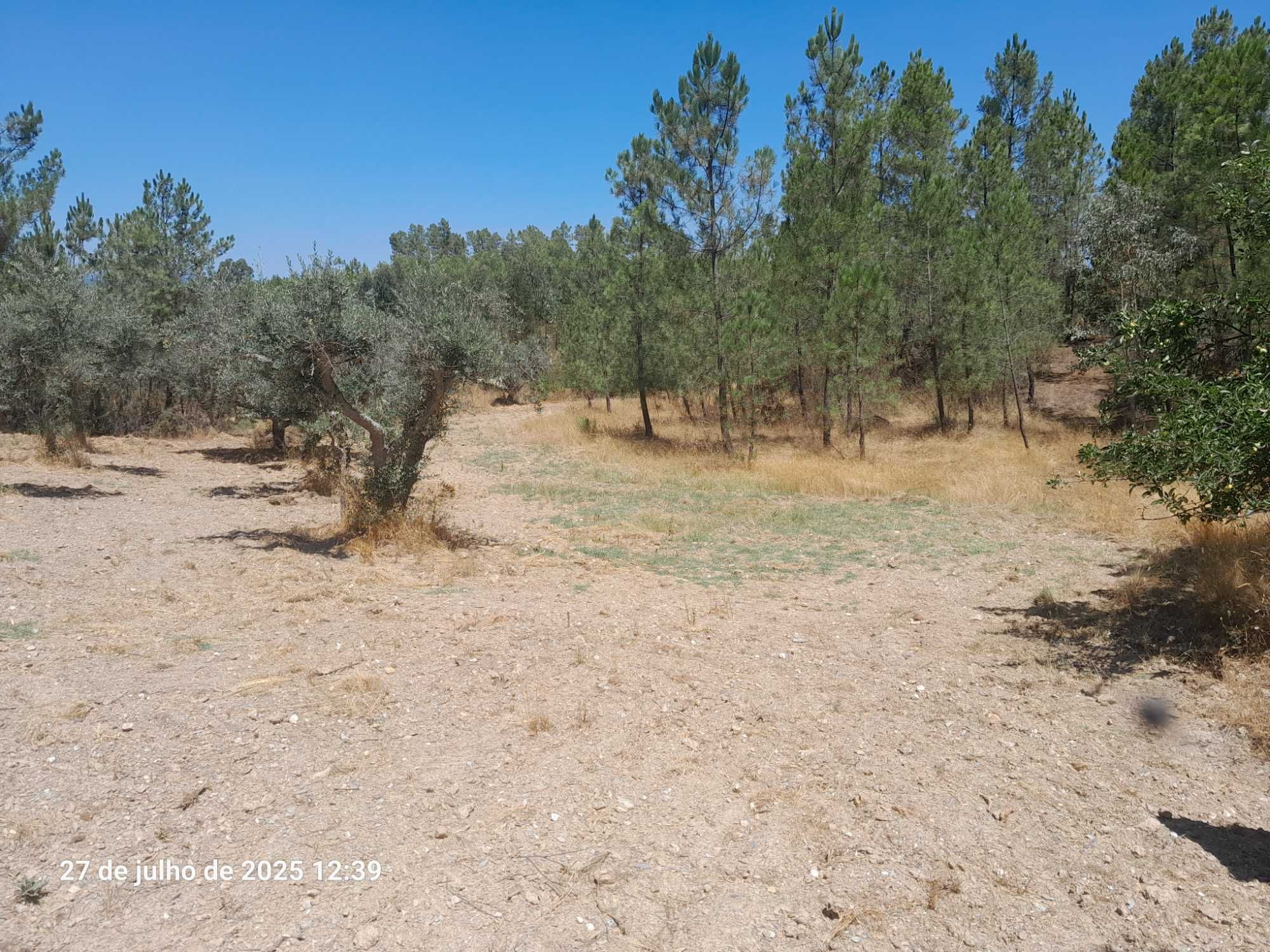 Terreno Mendares (Castelo Branco)