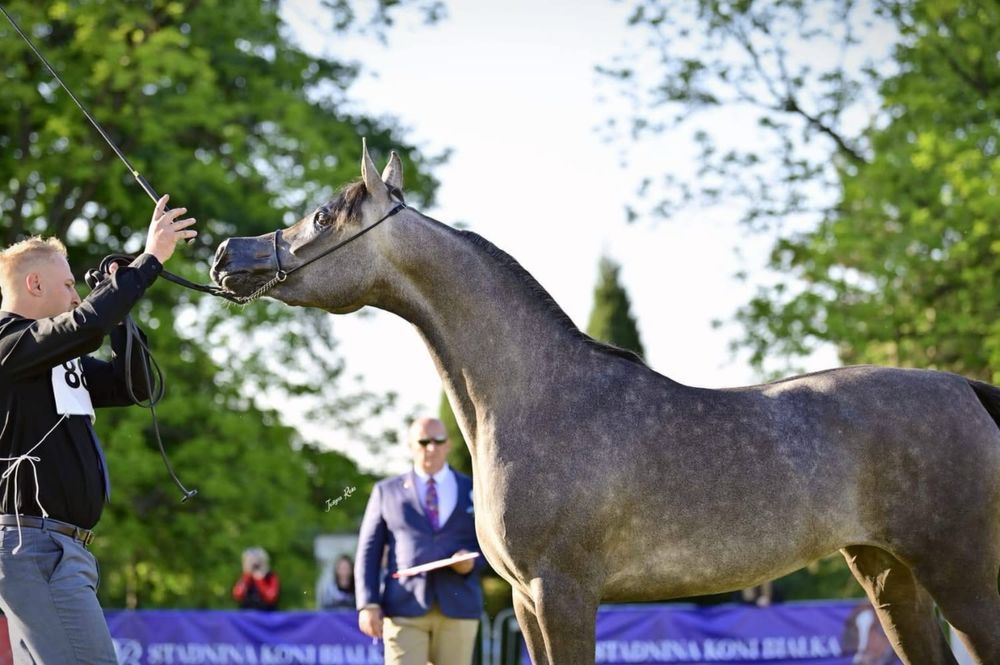 Ogierek czysta krew arabska