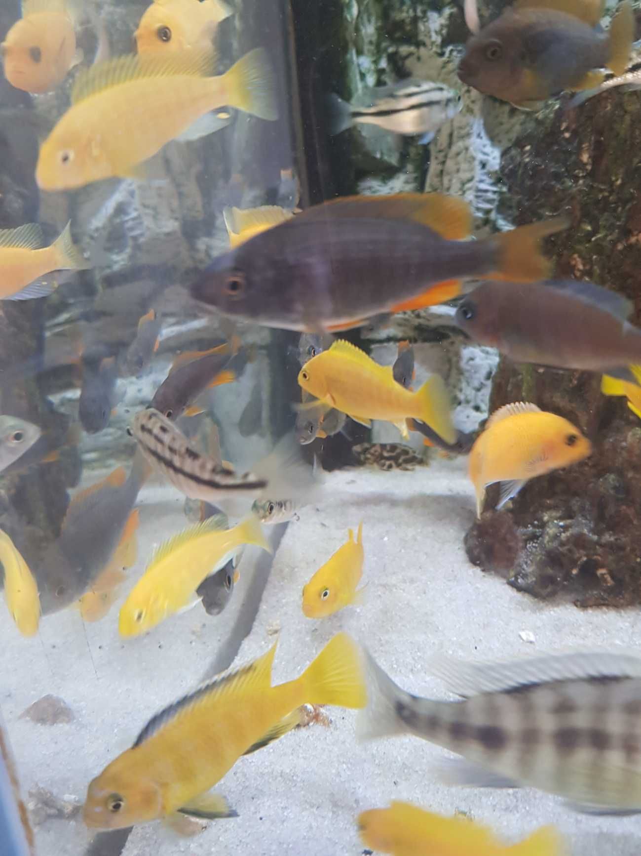 Pyszczak Borleya, pyszczaki Copadichromis borleyi, stado