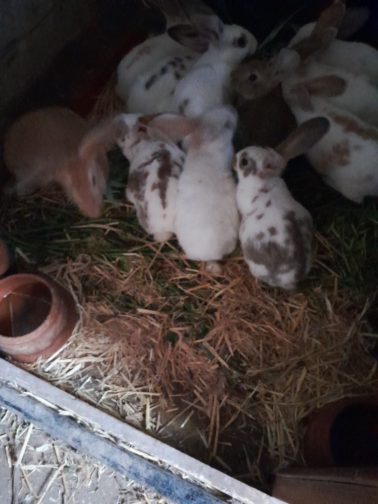 Coelhos para criação