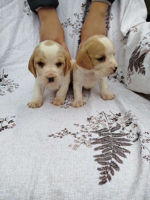 Beagle suczka bicolor tel.-5.7.5.3.0.2.0.3.9.