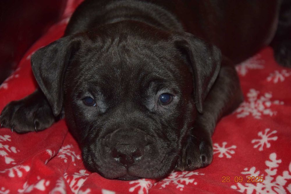 Szczeniak American Pit bull terrier , pitbull