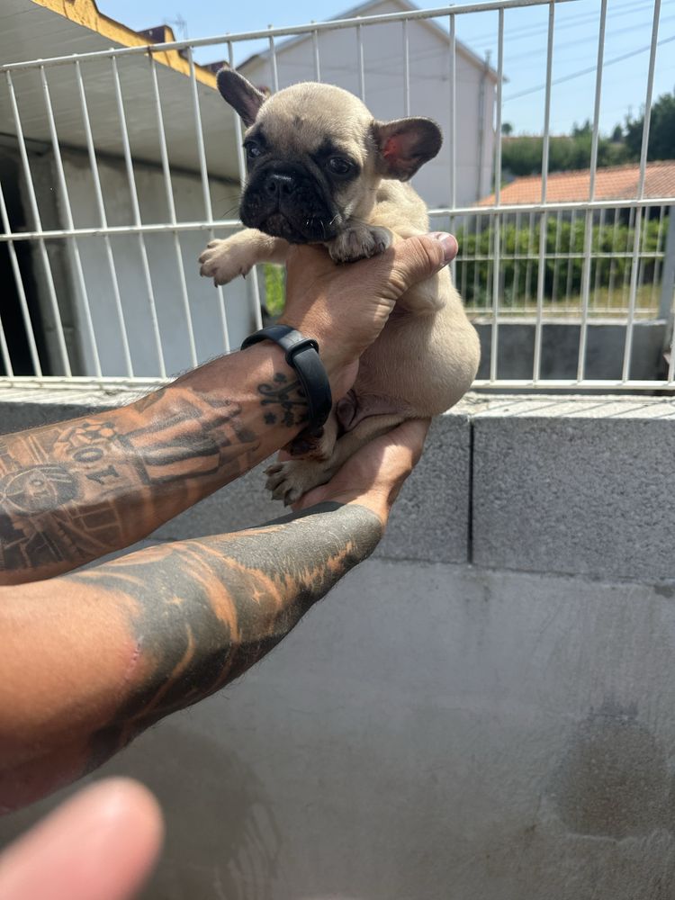 Bulldog francês Femea