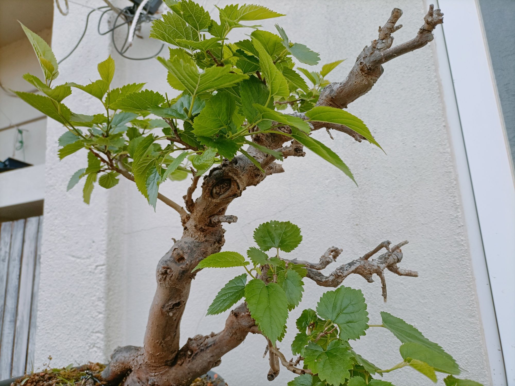 Amoreira pré Bonsai