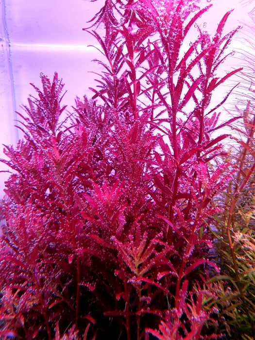 Rotala Blood Red odmiana Singapore (SG Variant) hodowla podwodna