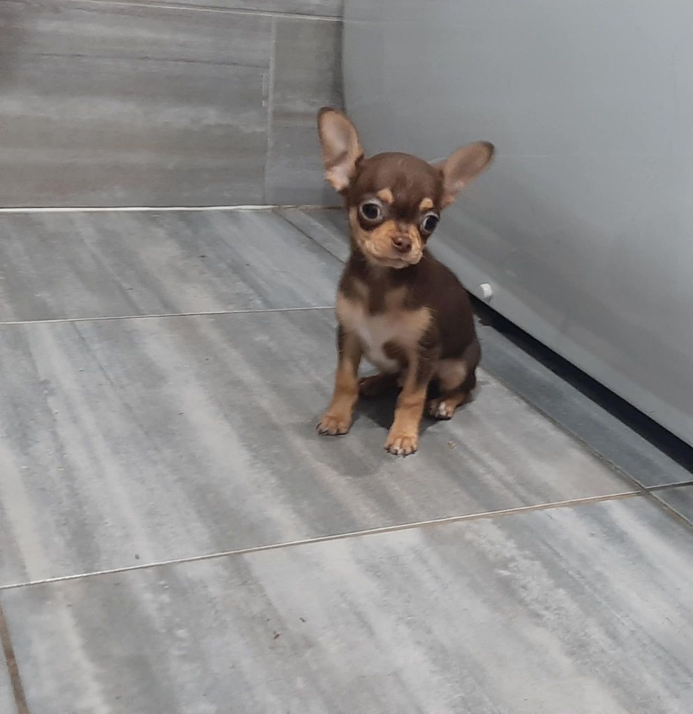 Chihuahua chłopak krótkowłosy XS