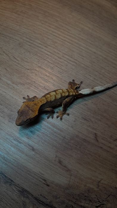 Gekon orzęsiony red harlequin samiec